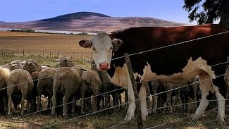 Náhledový obrázek - Desetina rezistentních bakterií pochází od zvířat