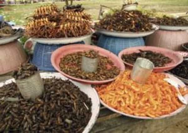 2016-10-do-kambodc5bee-na-hadc3ad-polc3a9vku-a-smac5beenc3a9-bro