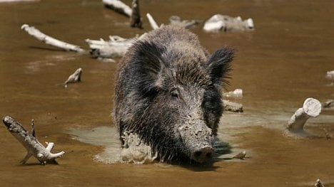 Náhledový obrázek - Dva australští zemědělci půjdou do vězení, pašovali sperma dánských divočáků