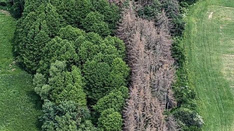 Náhledový obrázek - Ženich prolezlý kůrovcem. Připravuje se fúze státních lesů s vojenskými