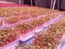Pěstírna microgreens farmy inGreen