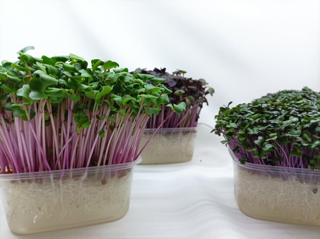 Pěstírna microgreens moravské farmy inGreen