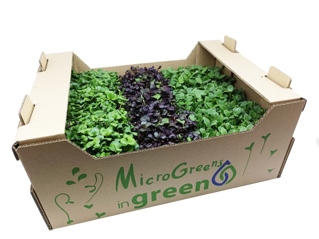 Pěstírna microgreens moravské farmy inGreen