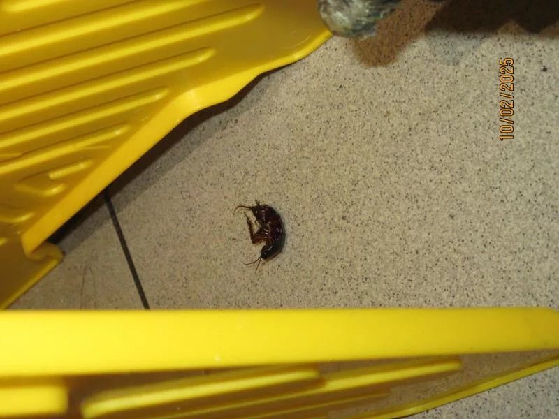 Jak to vypadalo v Butchers při kontrole SZPI