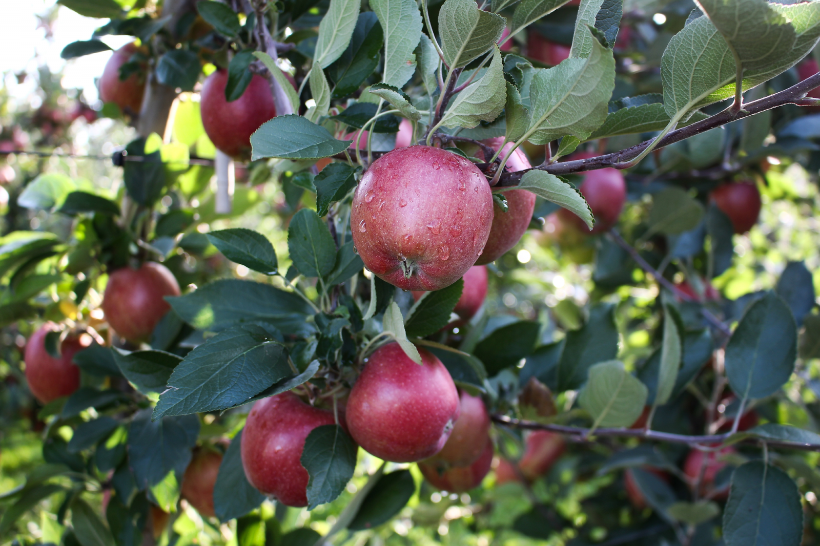 Bohemia Apple: pěstitel jablek