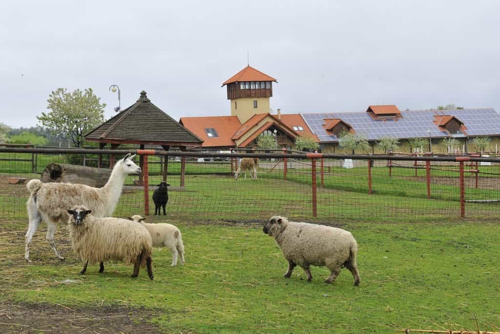 2017-11-bolek-polc3advka-prodal-pozemky-v-olc5a1anech-podnikatel