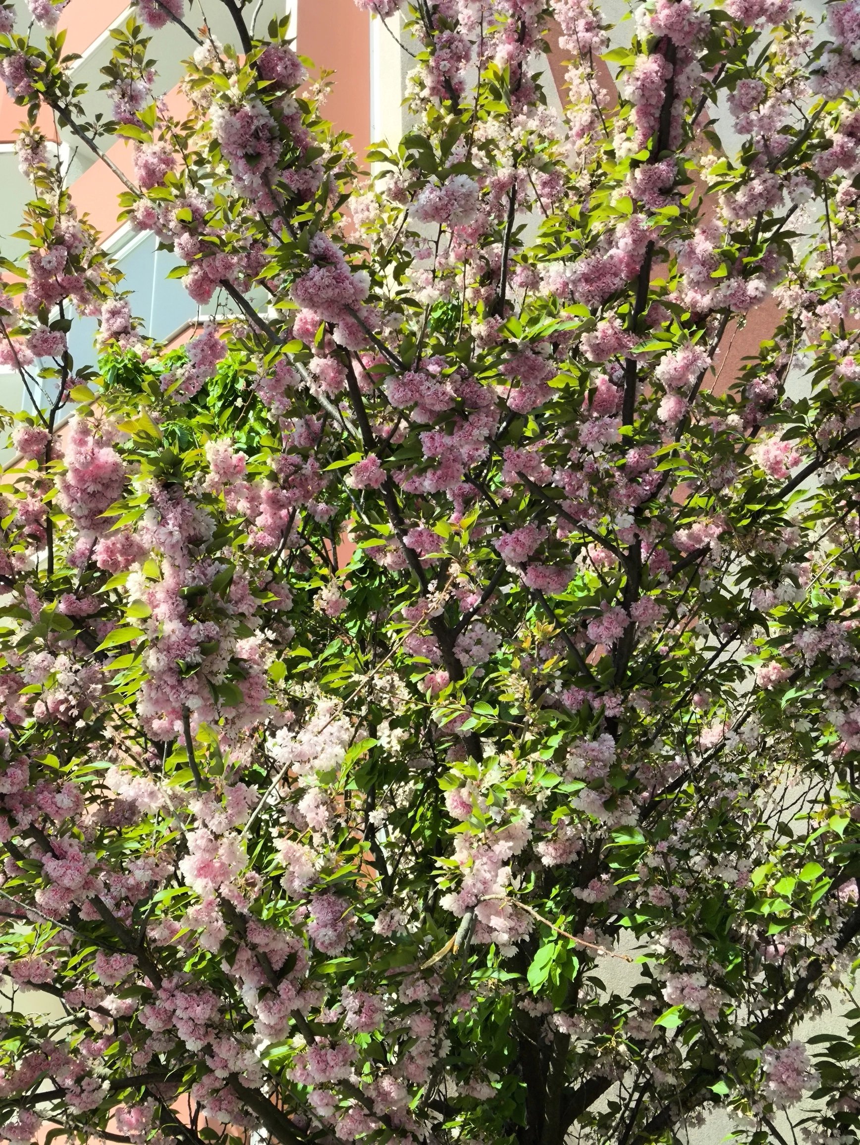 2násobný digitální zoom