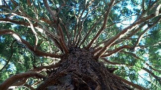 A Giant Sequoia, near Lyon, France, August 2005.