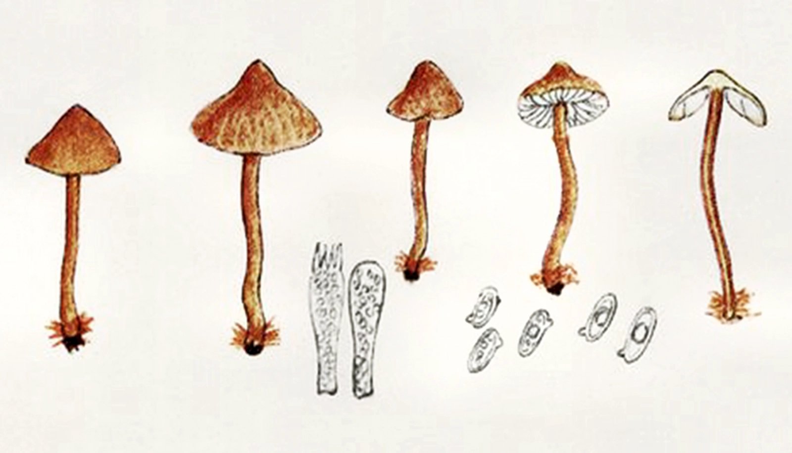 Lepiota helveola neboli bedla chřapáčová na nákresu z roku 1882