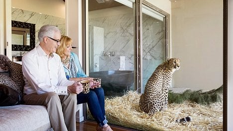 Náhledový obrázek - Přejete si spát vedle lva, nebo raději geparda? Australská zoo nabízí nevšední turistický zážitek