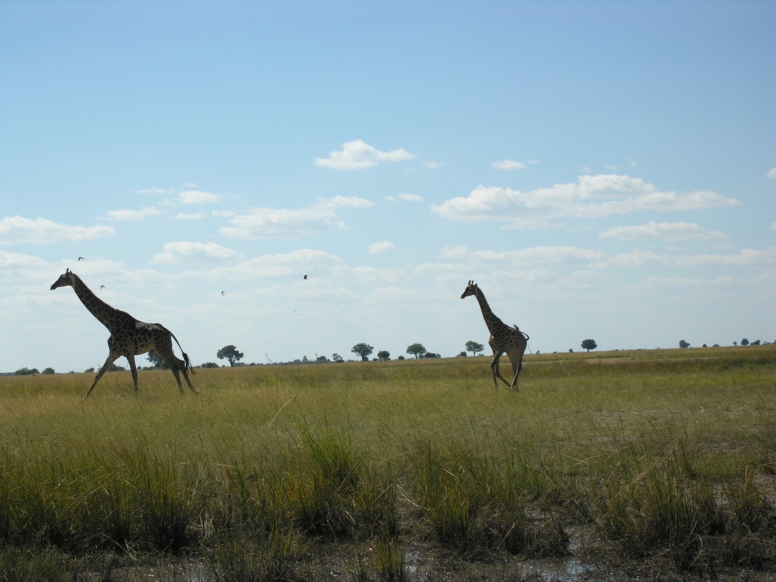 Botswana, Chobe