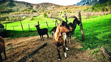 Náhledový obrázek - Přátelé modrozeleného údolí. Slovinsko nabízí skvělá vína a jídla připravená z místních surovin