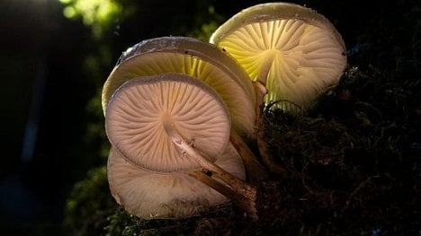 Náhledový obrázek - Jsou skutečně magické: houby zpomalují chřadnutí mozku