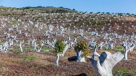 Náhledový obrázek - V první linii: farmáři v Kalifornii hledají svatý grál pro boj s klimatickou změnou