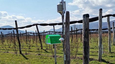 Náhledový obrázek - Umělá inteligence jde do boje proti škůdcům. Chytrá slovinská past může ušetřit miliardy dolarů ročně