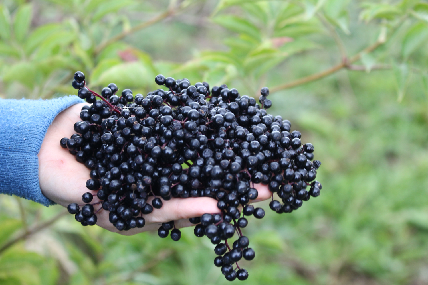 Rodinná Farma Křížov pod Blaníkem