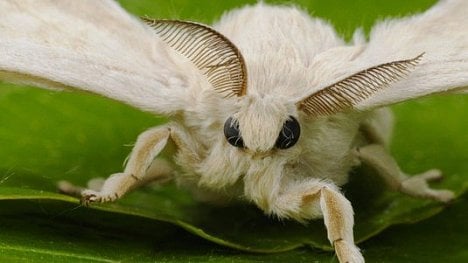 Náhledový obrázek - Máme rádi motýle. Bource morušové chová lidstvo již pět tisíc let