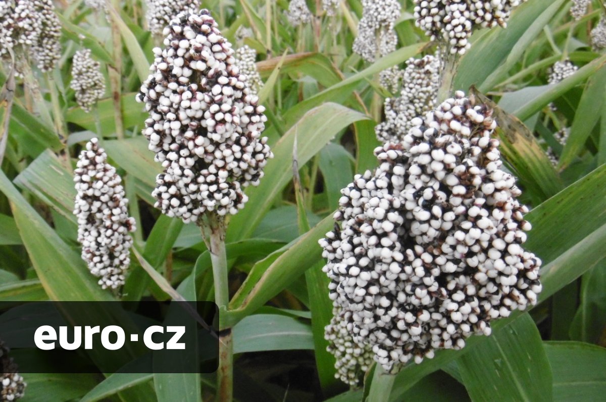 Obilnina budoucnosti. Čirok dokáže uživit miliony lidí, funguje však i proti půdním škůdcům či rakovině