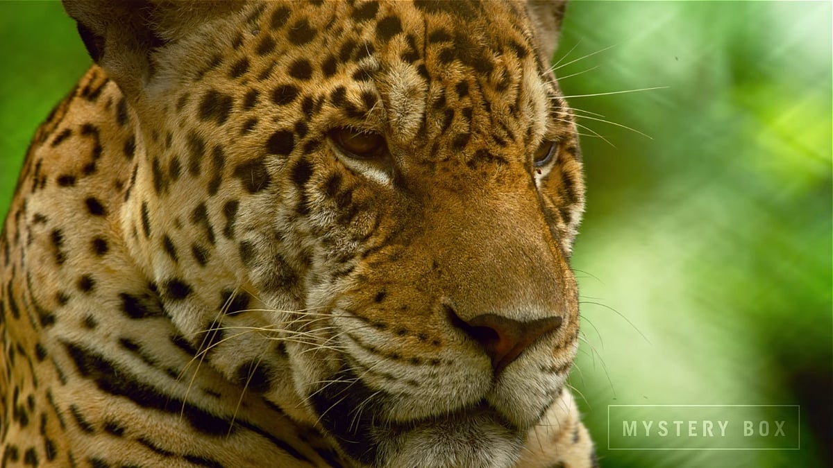 Zidoo H6 Pro - přehrávání videa 8K