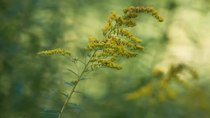 Zlatobýl poznáte podle žlutozlatých květů uspořádaných do tvaru hroznu. Můžete ho pěstovat i na zahradě