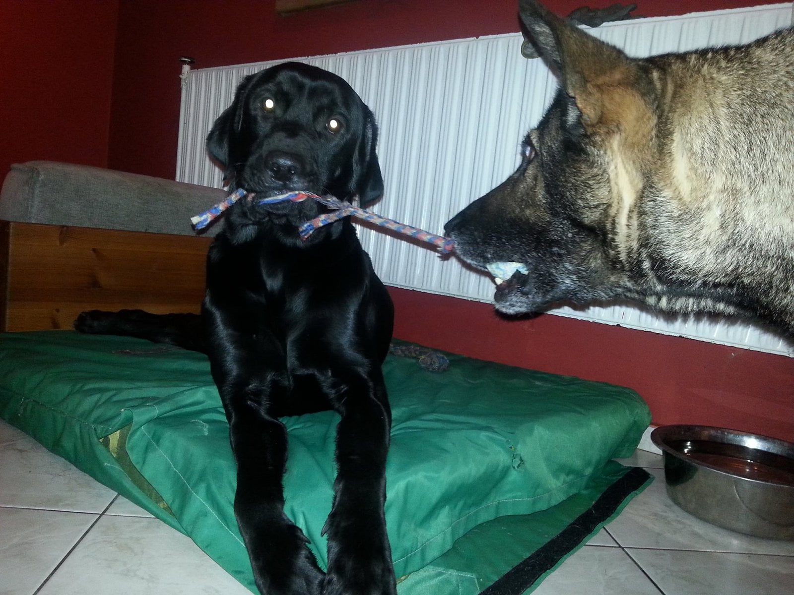 Psi se v hotelu baví.