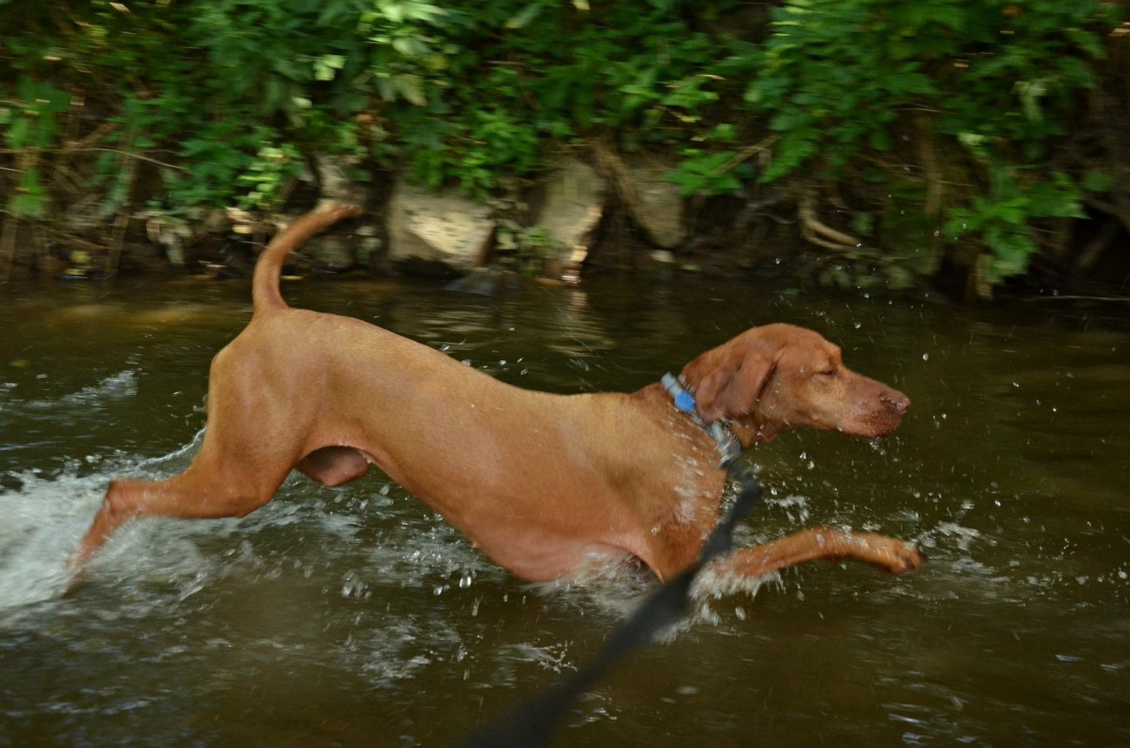 V letních měsících mají psi možnost osvěžit se v řece.