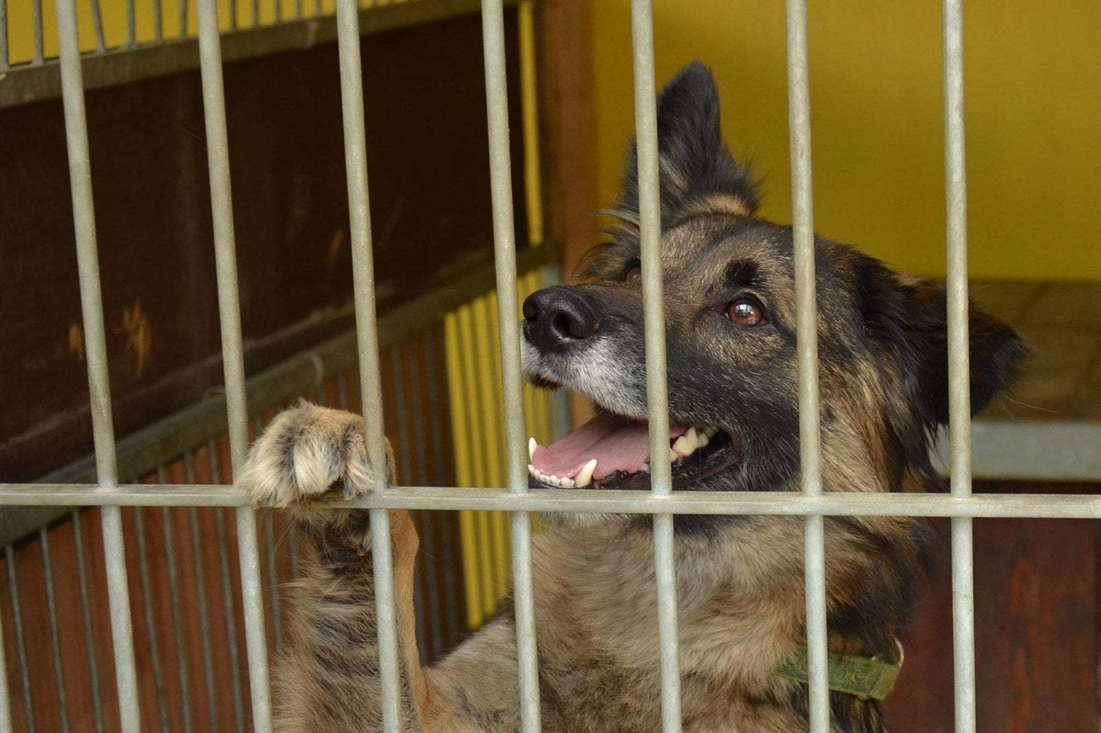 Psi jsou v hotelu spokojení.