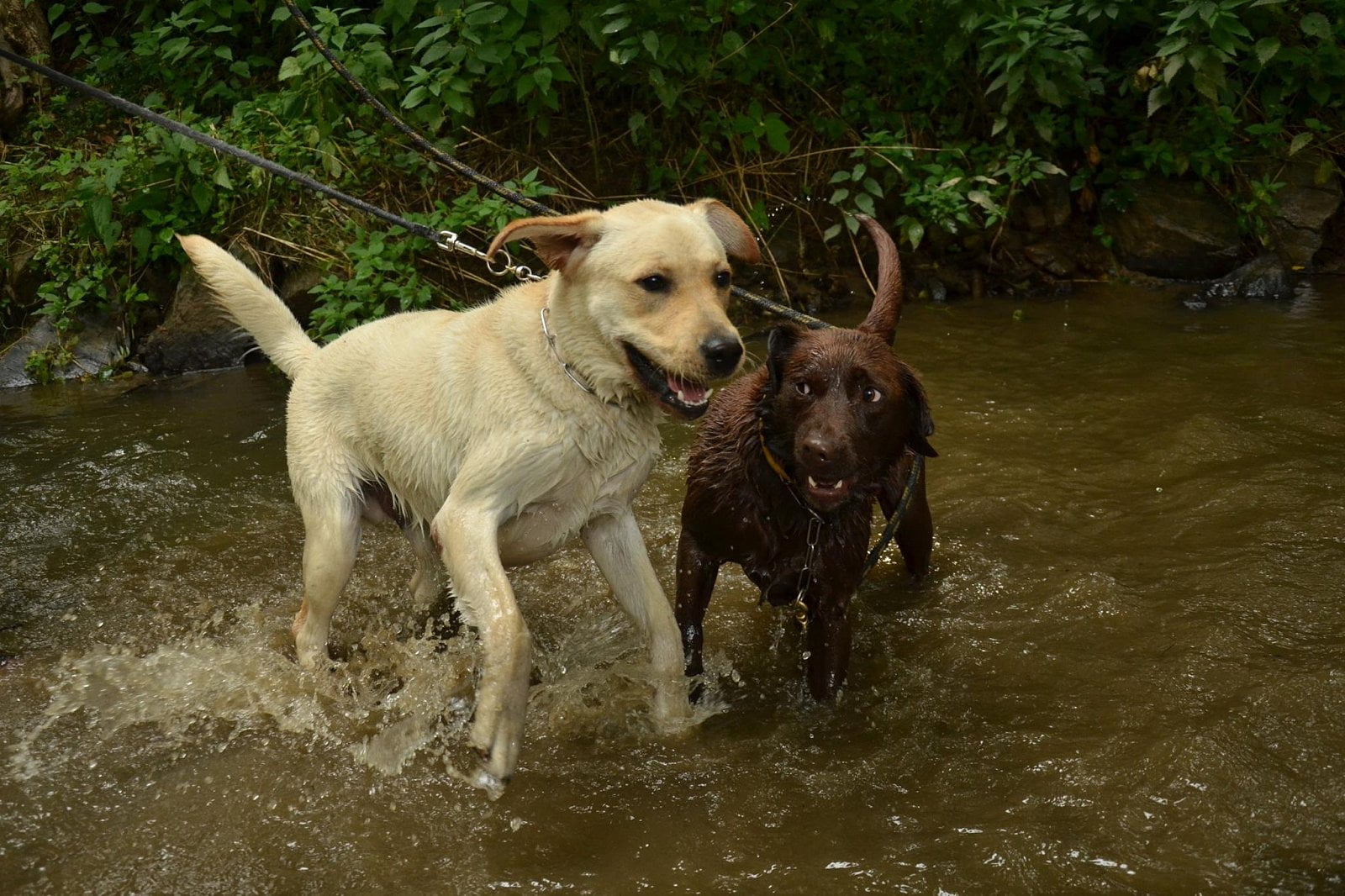 Psi, kteří jsou pravidelnými hosty hotelu, už se znají a kamarádí se.