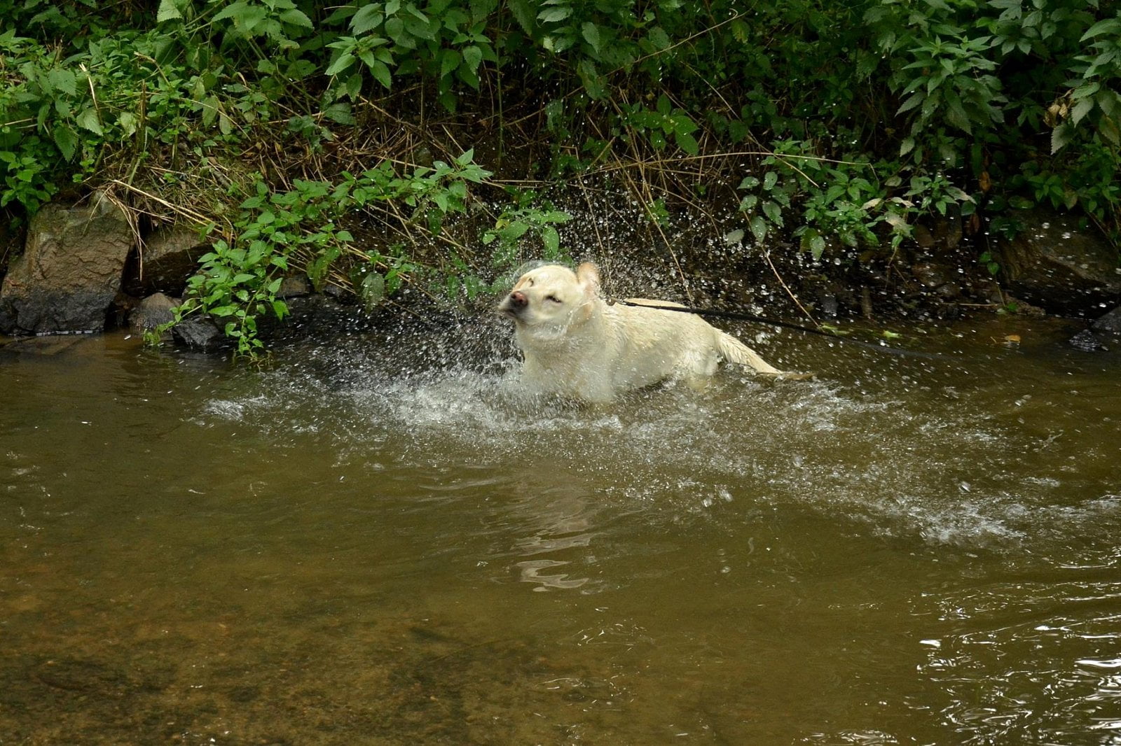 Letní koupání psy baví.