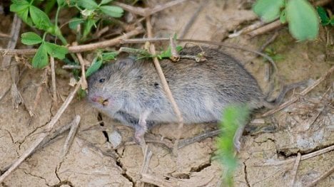 Náhledový obrázek - Zemědělci zvou Brabce, aby si vyzkoušel kladení jedu na hraboše