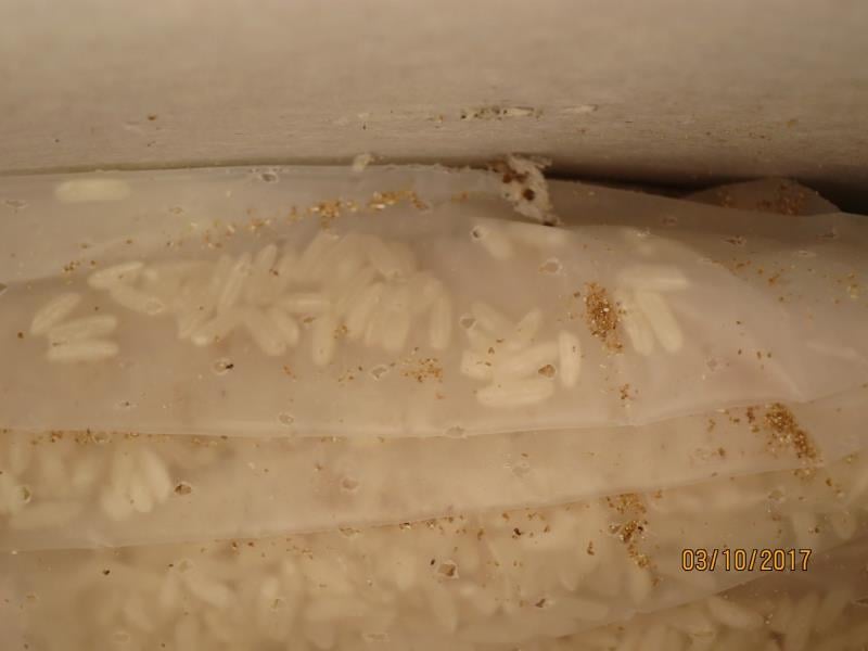 Duc Le Dinh, Duchcov: RÝŽE DLOUHOZRNNÁ - potravina měla prošlé datum minimální trvanlivosti. Uvnitř potraviny se vyskytovali mrtví škůdci (larvy i dospělci) a stopy po jejich činnosti (pavučinky). Potravina měla poškozený obal.