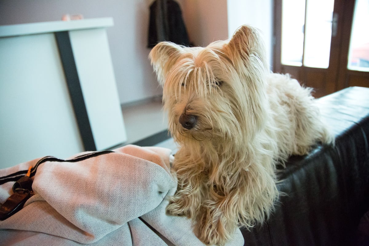 Dabing dvacáté série animovaného seriálu South Park