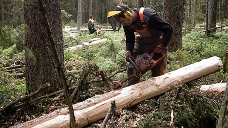 Náhledový obrázek - Kůrovec může letos napadnout až polovinu smrkových lesů v Česku, varuje ministr