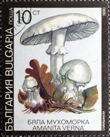 Muchomůrka jarní (Amanita verna)