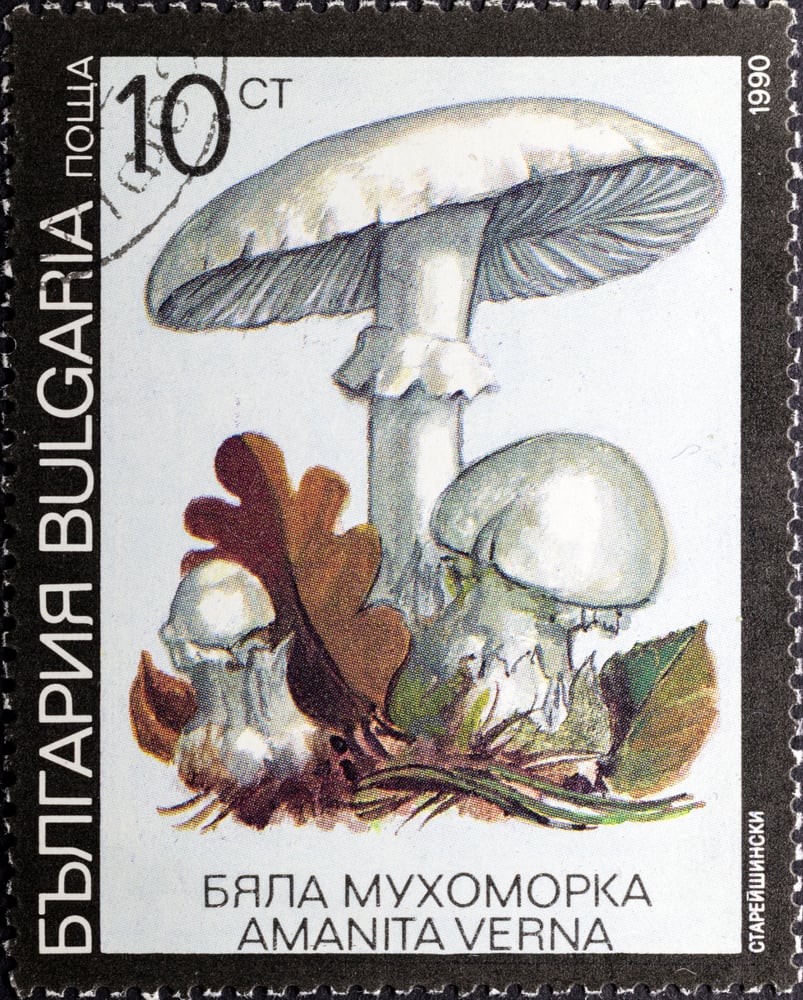 Muchomůrka jarní (Amanita verna)