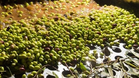 Náhledový obrázek - Pravidla olivového háje