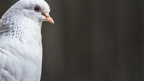 Náhledový obrázek - Konec legrace. Liberalismus zažívá těžké časy