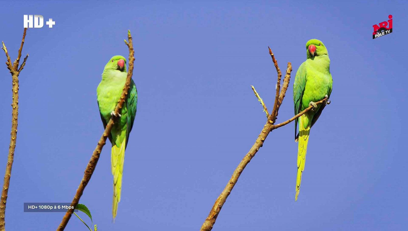 Nové satelitní FTA kanály 48. týden roku 2018