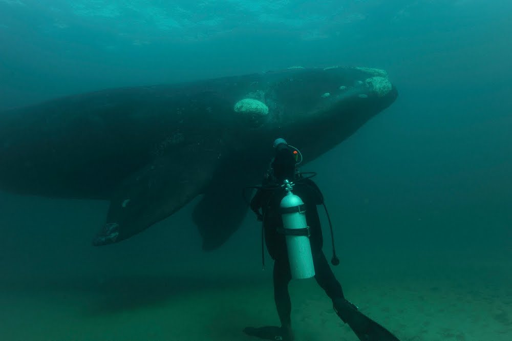 Úvodní pořad Primy Zoom: dokumentární cyklus Mořští velikáni