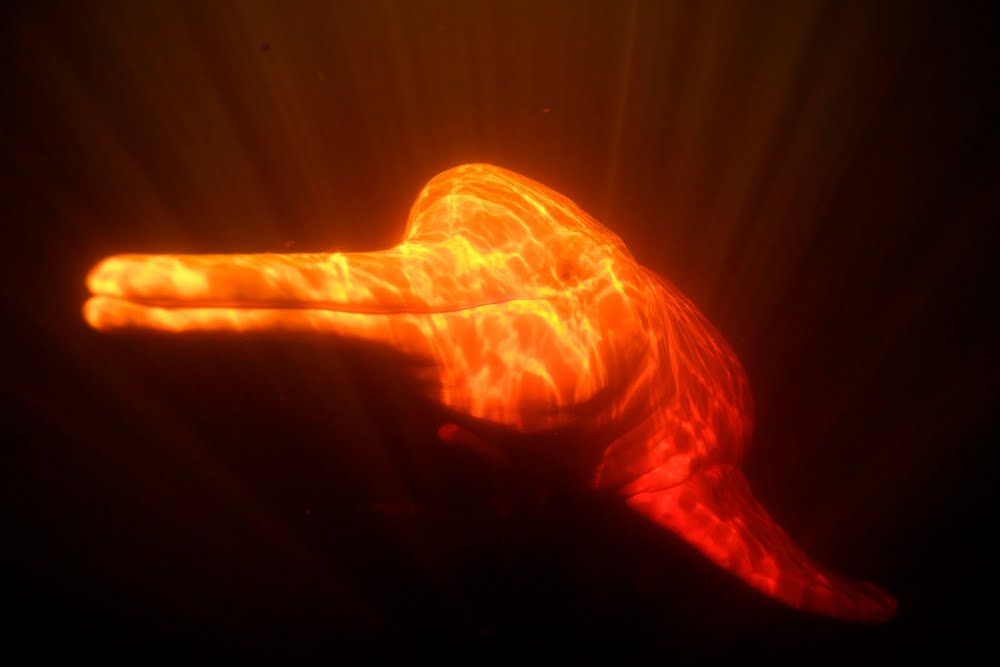 Úvodní pořad Primy Zoom: dokumentární cyklus Mořští velikáni