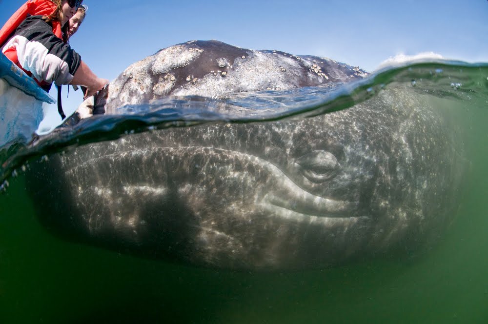 Úvodní pořad Primy Zoom: dokumentární cyklus Mořští velikáni