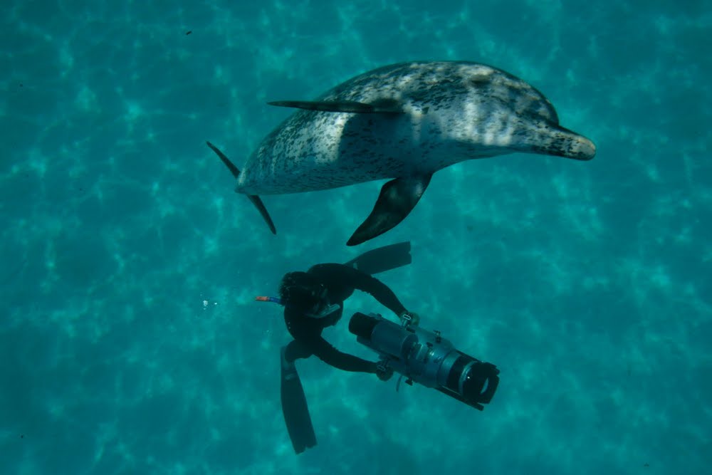 Úvodní pořad Primy Zoom: dokumentární cyklus Mořští velikáni