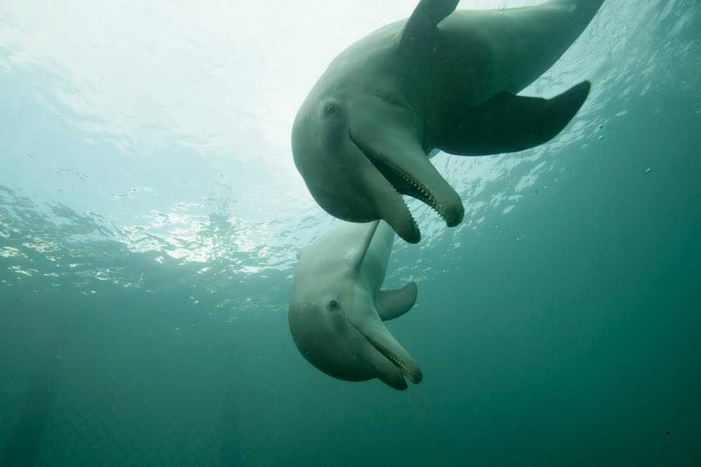 Úvodní pořad Primy Zoom: dokumentární cyklus Mořští velikáni