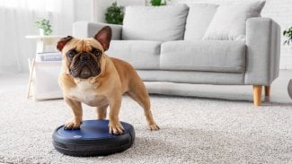 Roztomilý francouzský buldog stojící na robotickém vysavači doma
