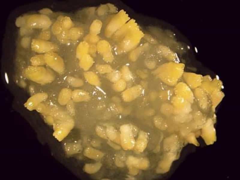 2010-11-jed-z-moc599skycc81ch-hub-po-mc3a1hc3a1-ke-vzniku-lepc5a