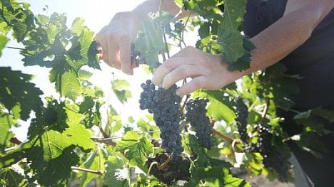 Náhledový obrázek - Úroda hroznů je nadprůměrná, révě pomohlo teplé jaro