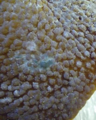 Bačovská slanina. Kategorie: Nebezpečné potraviny. Nevyhovující parametr: plísně okem viditelné. Na povrchu potraviny se vyskytovala plíseň. Potravina neměla prošlé datum použitelnosti a při kontrole nebyly zjištěny nevyhovující teploty skladování tohoto výrobku. Výrobce / Distributor: Uzenářství a lahůdky Sláma s.r.o., Velká Bíteš. Místo kontroly: Ing. Libor Musil, Tišnov