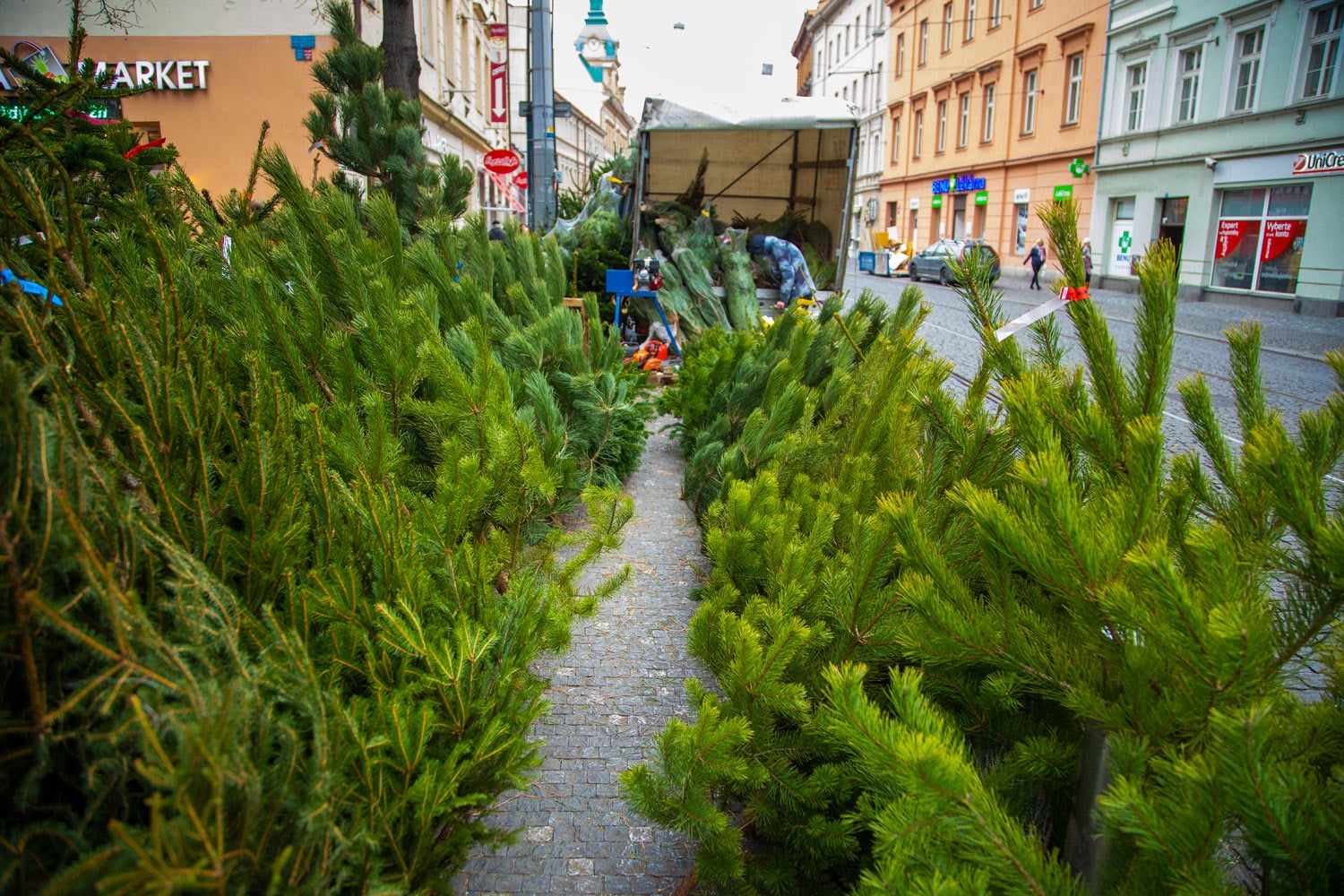 Prodej vánočních stromků 2019