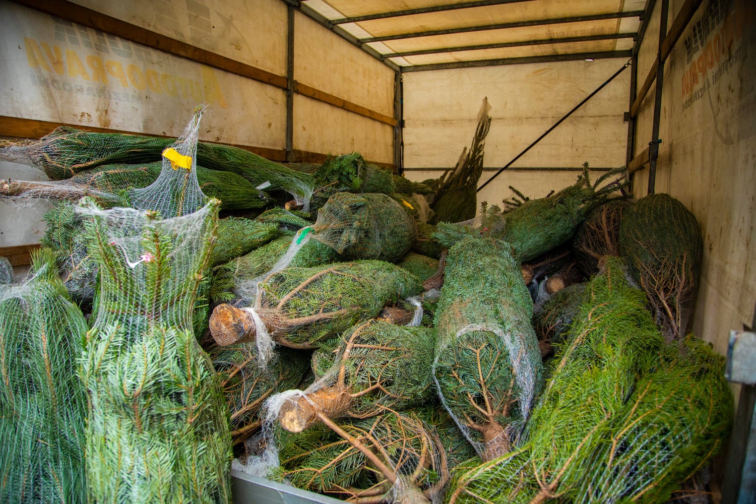 Prodej vánočních stromků 2019