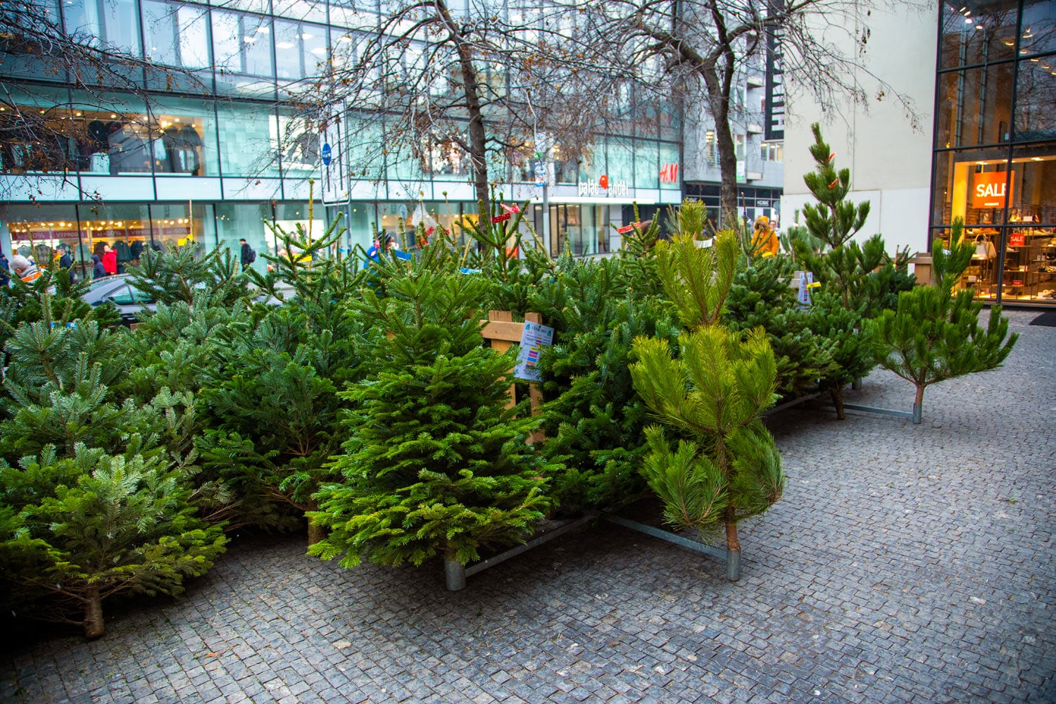 Prodej vánočních stromků 2019